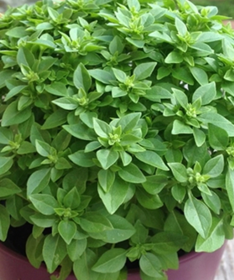 BASIL Bush Seeds Herb Seed